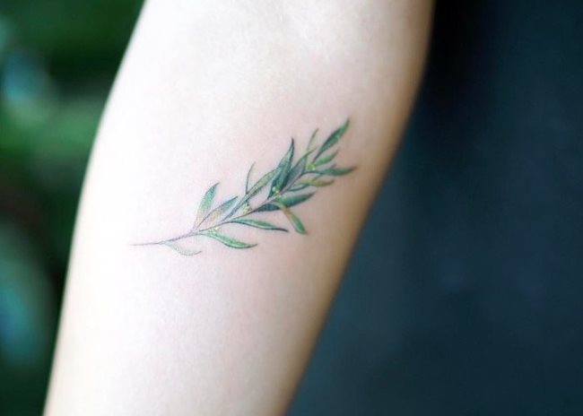 tatouage rameau d'olivier90
