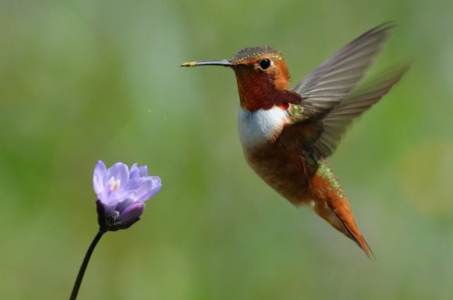 Symbolique du colibri