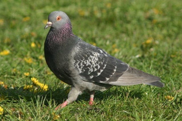 Symbolique de la colombe ou du pigeon