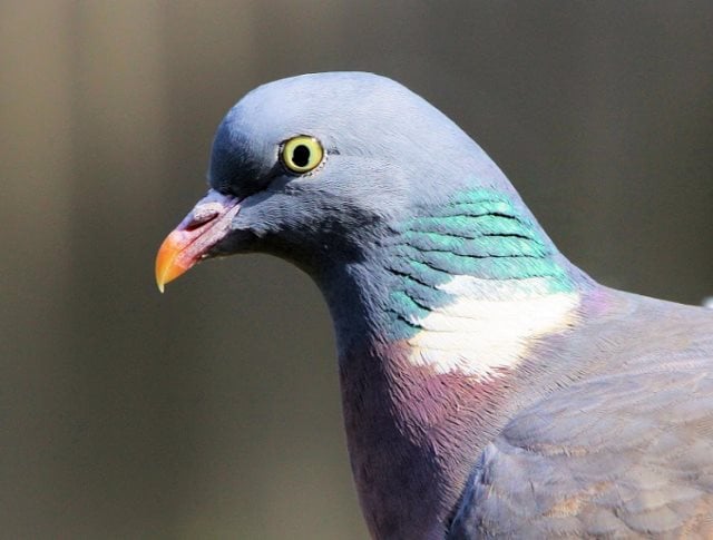 23 faits curieux sur les pigeons