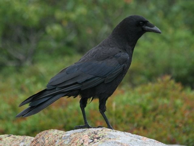 Symbolique du corbeau
