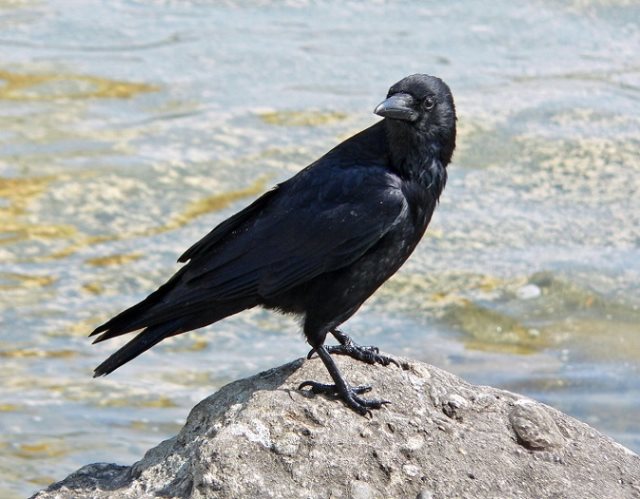 10 faits fascinants sur les corbeaux