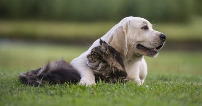 8 Animals that Symbolize Friendship and Loyalty