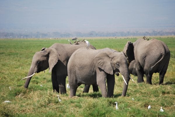 Che cosa mangiano gli elefanti? Alimentazione e curiosità