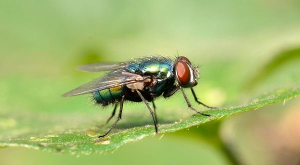Che cosa mangiano le mosche? Alimentazione e curiosità