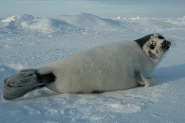 Alimentazione delle foche. Che cosa mangiano le foche?