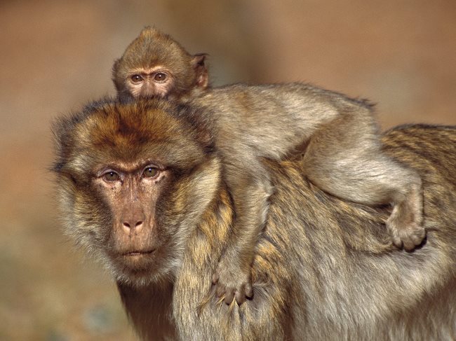 Che cosa mangiano le scimmie? Alimentazione e curiosità