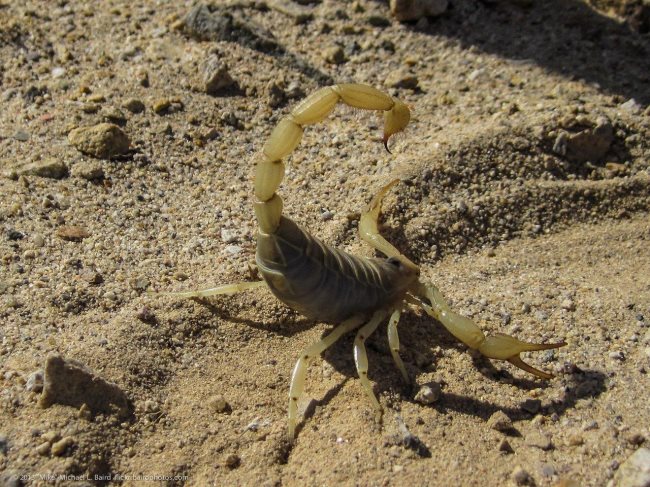 Che cosa mangiano gli scorpioni? Alimentazione e curiosità