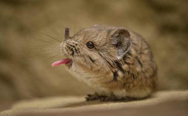 Che cosa mangiano i toporagni? Alimentazione e curiosità