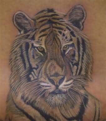 tigri-tatuaggi-141