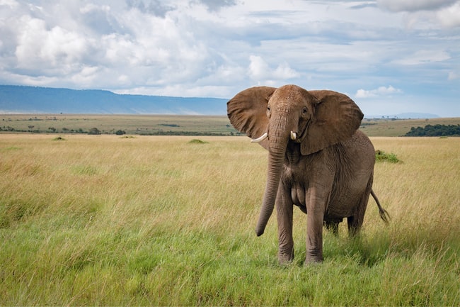 Cosa significa sognare degli elefanti?