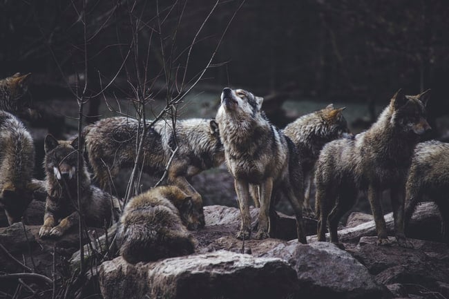 Sognare i lupi: il vero significato