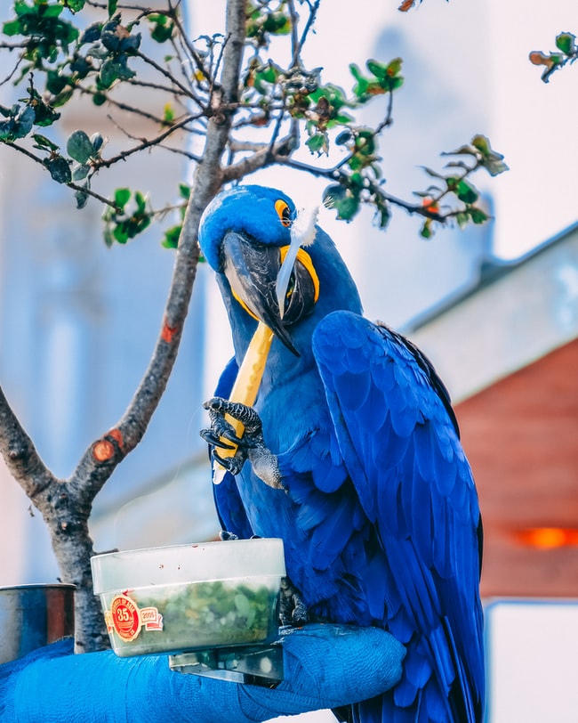 Cosa significa sognare i pappagalli?