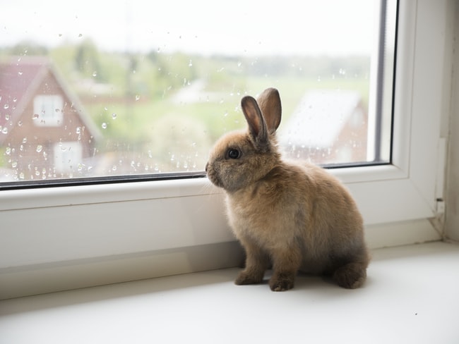 Sognare un coniglio – Significato, interpretazione onirica