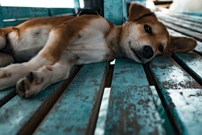 Traumdeutung Verletzter Hund: Was bedeutet das?