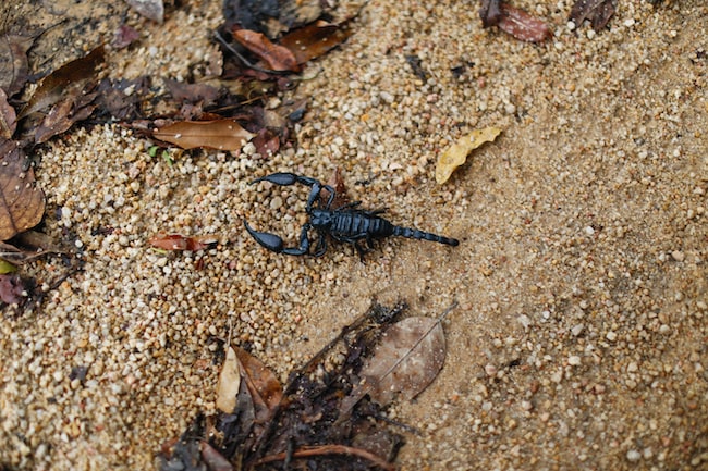 Traumdeutung Skorpion – Was bedeutet das?