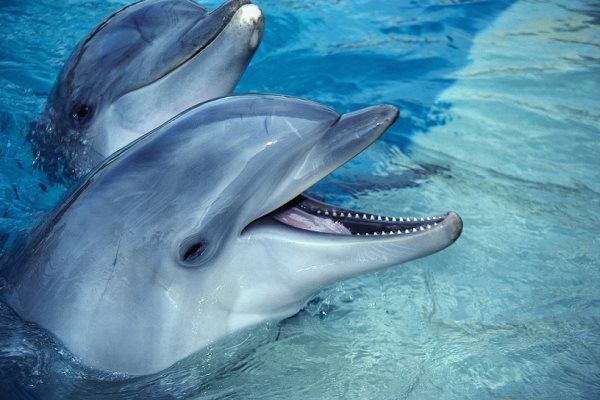 Die Symbolik des Delphins