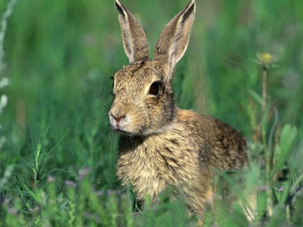 Die Symbolik des Hasen und des Kaninchen