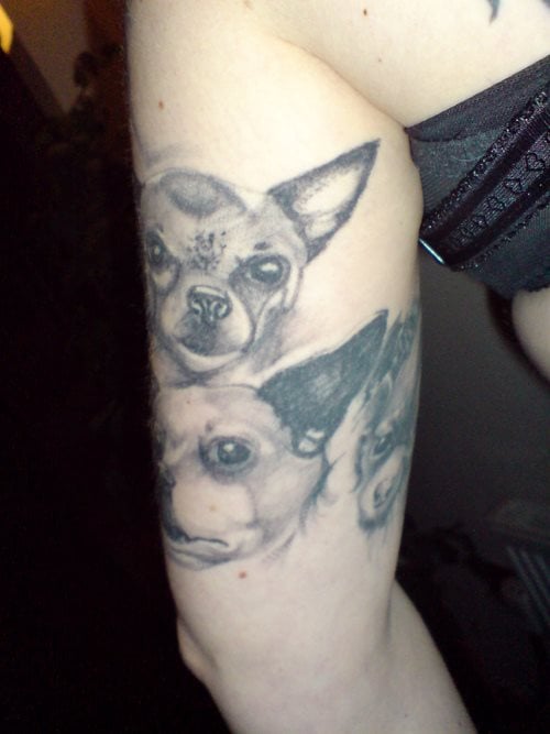 259 hund tattoo