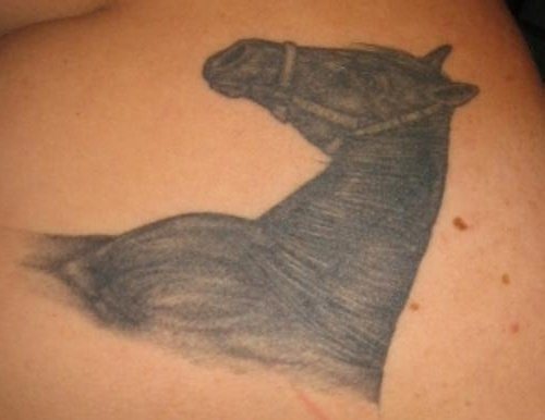 pferd tattoo 518