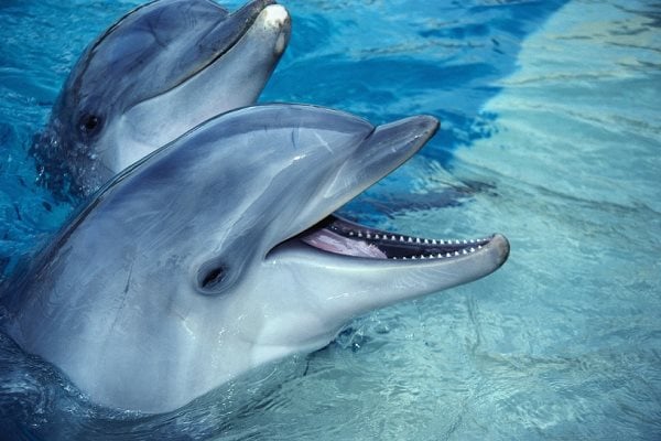 Symbolika delfinów