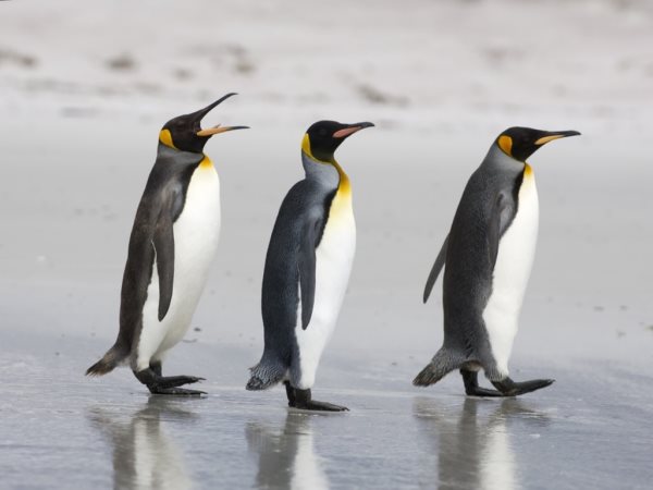 Symbolika pingwinów